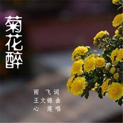 菊花醉在线观看,揭秘菊花醉在线观看的醉人魅力